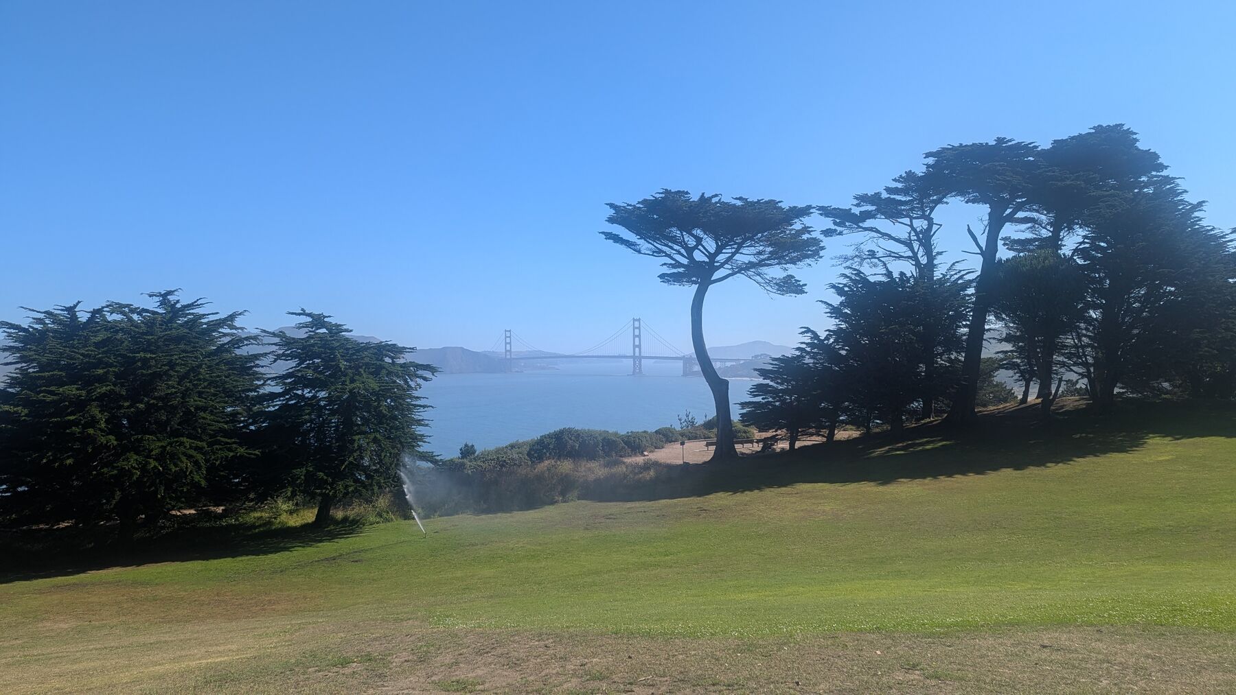 The Golden Gate Bridge seen through cypress trees from the fairway